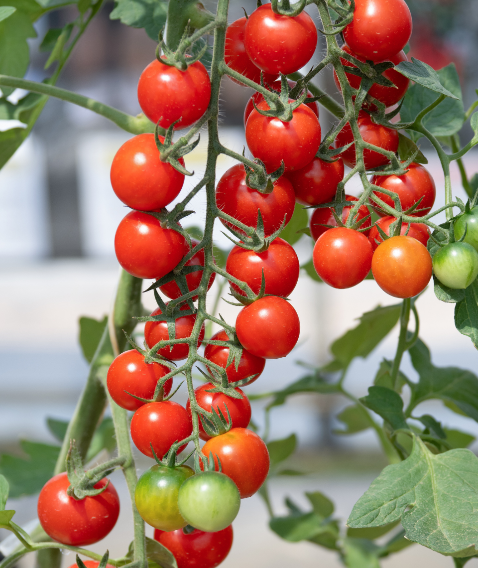 organic-farming-01