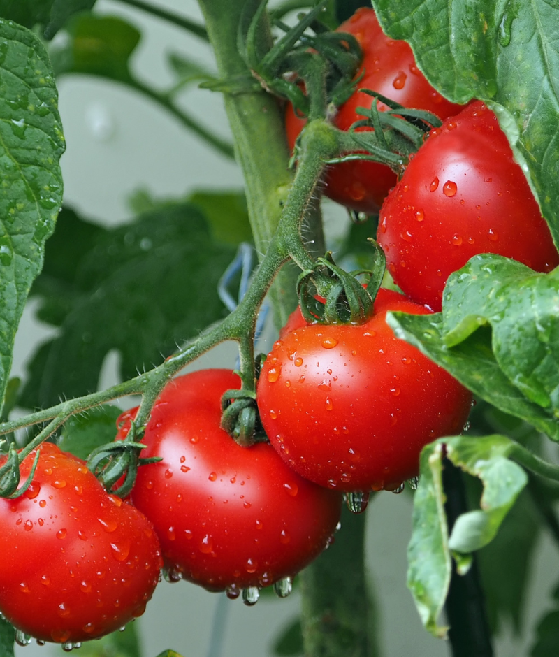 Añadir un título (11) concentrado de tomate